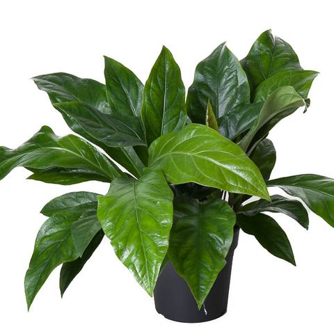 Anthurium crassinervium JUNGLE BUSH — Plant Wholesale FlorAccess