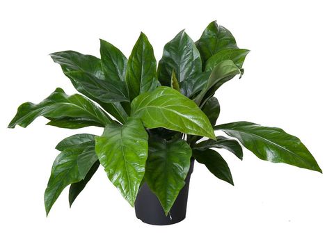 Anthurium crassinervium JUNGLE BUSH