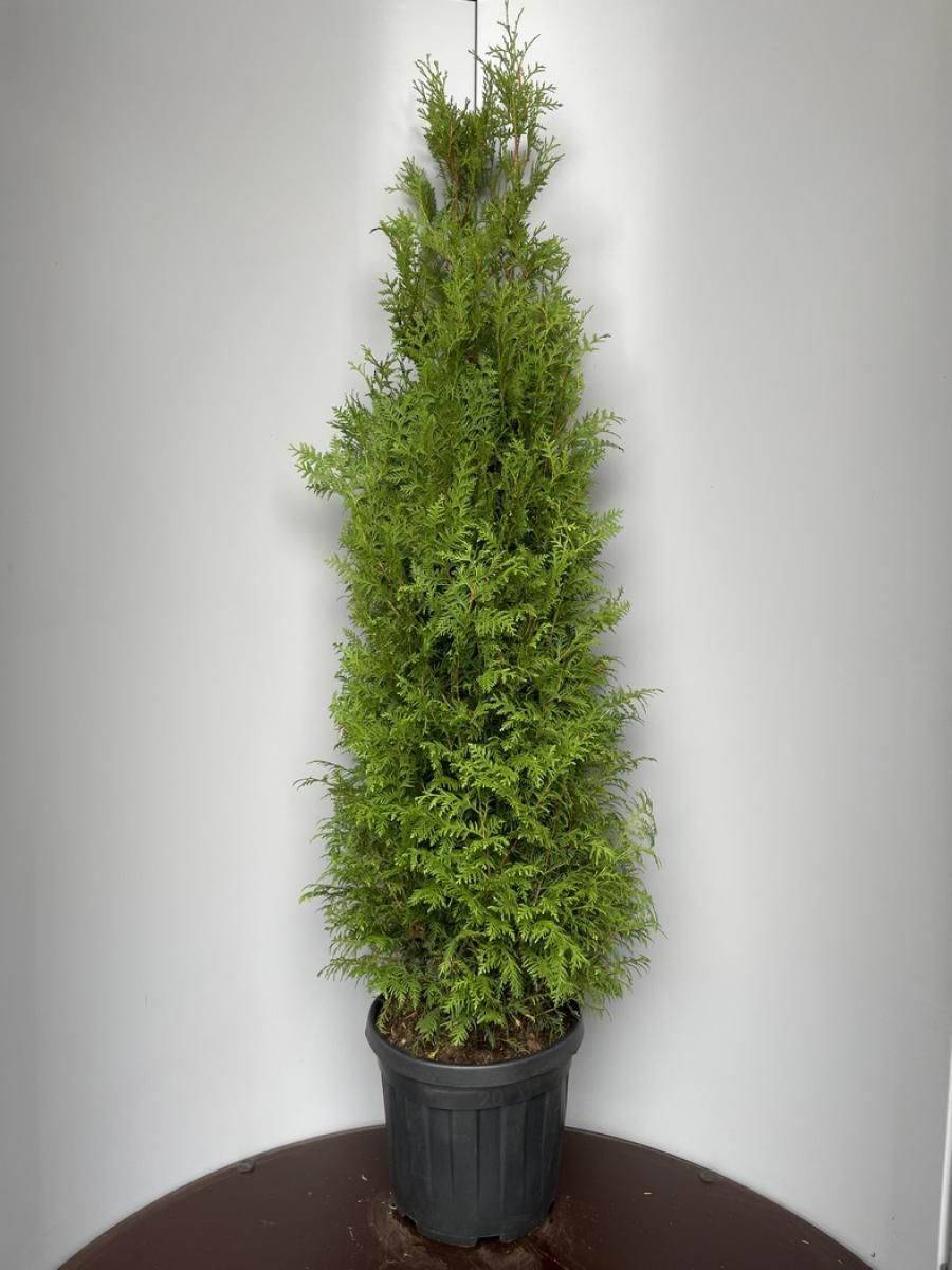 sansevieria green hahnii Sansevieria Black Jade Hahnii, 4