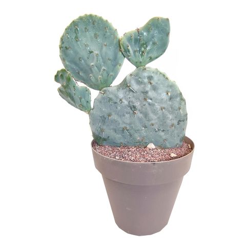 Opuntia robusta