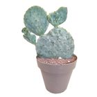 Opuntia robusta