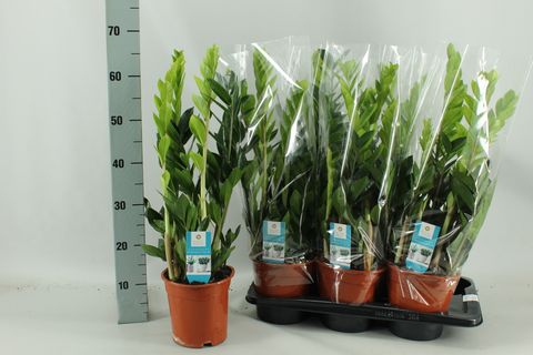 Zamioculcas zamiifolia 'Pixie'