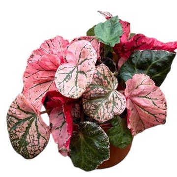 Begonia 'Midnight Sun'