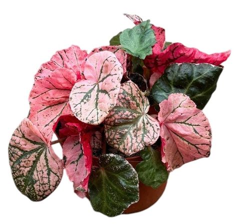 Begonia 'Midnight Sun'