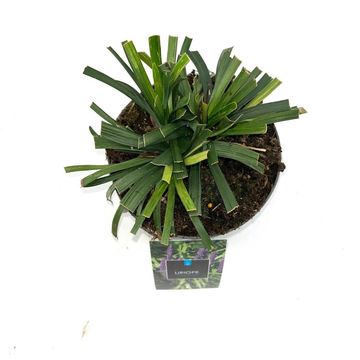 Liriope muscari 'Royal Purple'