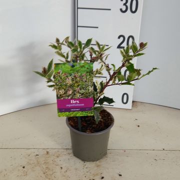 Ilex aquifolium 'Ingramii'