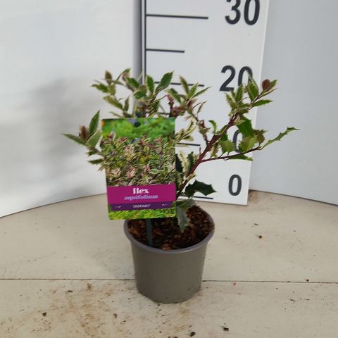 Ilex aquifolium 'Ingramii'