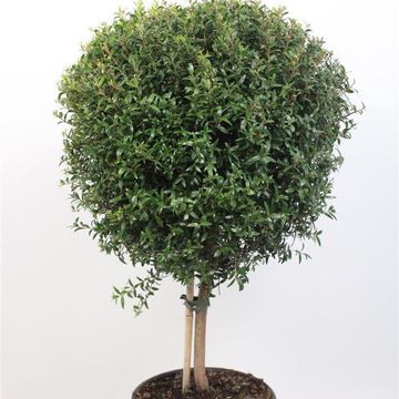 Myrtus communis