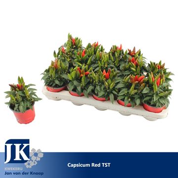 Capsicum annuum 'Salsa Red'