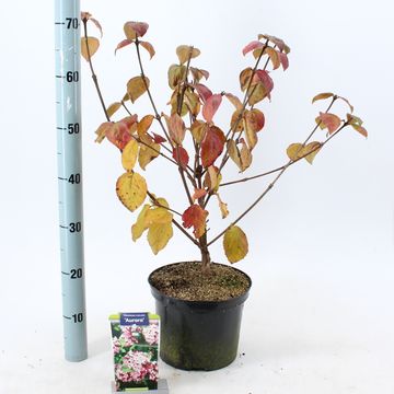 Viburnum carlesii 'Aurora'