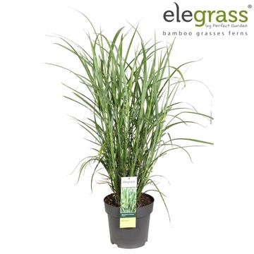 Miscanthus sinensis 'Strictus'