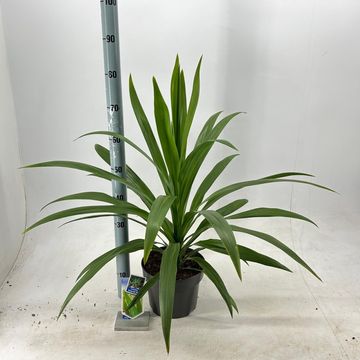 Cordyline australis EMERALD STAR