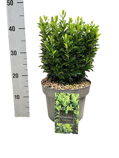 Euonymus japonicus 'Green Spire'