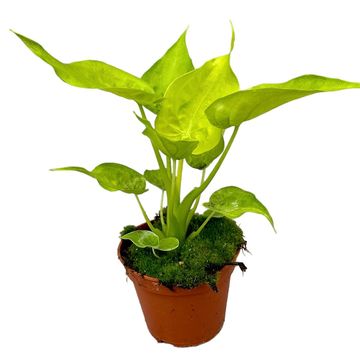 Alocasia cucullata GOLDEN