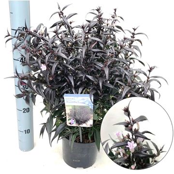 Strobilanthes anisophylla BRUNETTHY