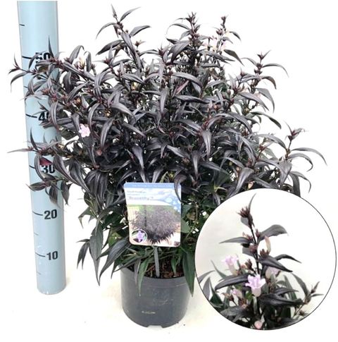 Strobilanthes anisophylla BRUNETTHY