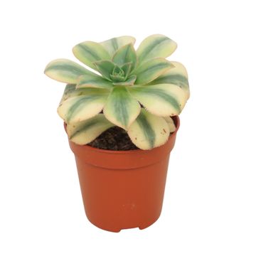 Aeonium 'Kiwi'