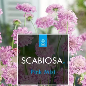 Scabiosa columbaria 'Pink Mist'