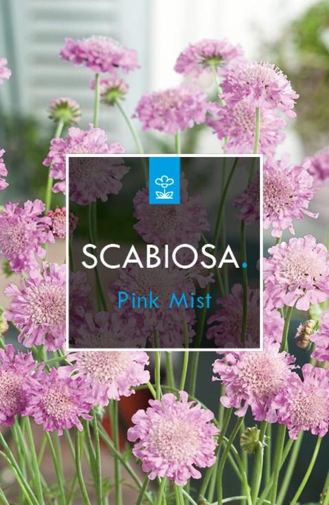 Scabiosa columbaria 'Пинк Мист'
