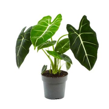 Alocasia micholitziana 'Frydek'