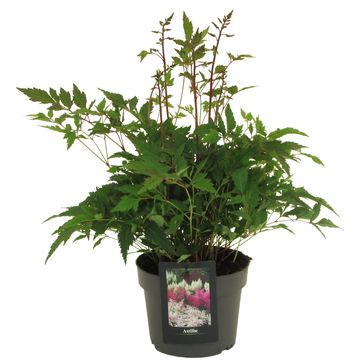Astilbe 'Florizon Dream'