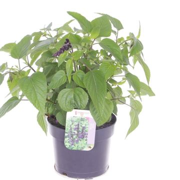 Salvia guaranitica 'Purple & Bloom'