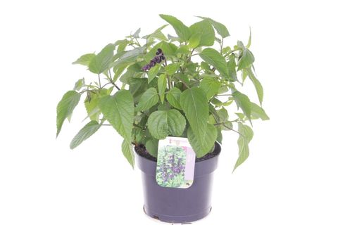 Salvia guaranitica 'Purple & Bloom'