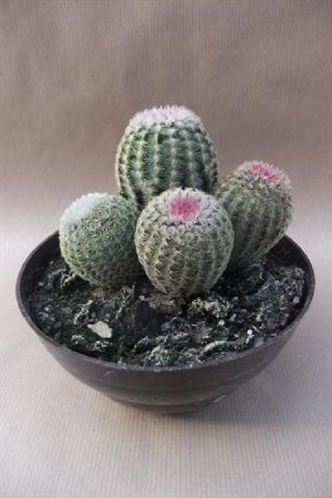 Echinocereus rigidissimus rubispinus