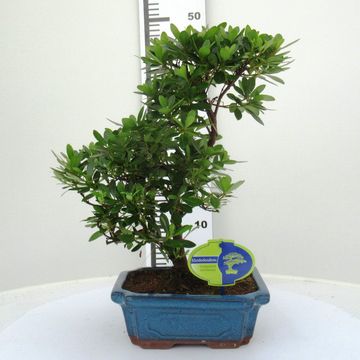 Ilex crenata