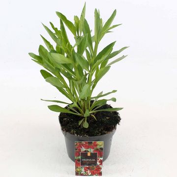 Helenium 'Moerheim Beauty'