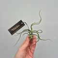 Tillandsia bulbosa