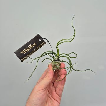 Tillandsia bulbosa