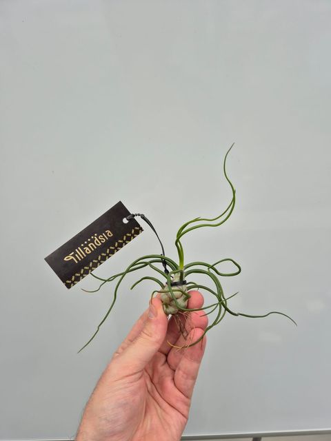 Tillandsia bulbosa