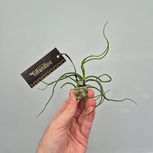 Tillandsia bulbosa