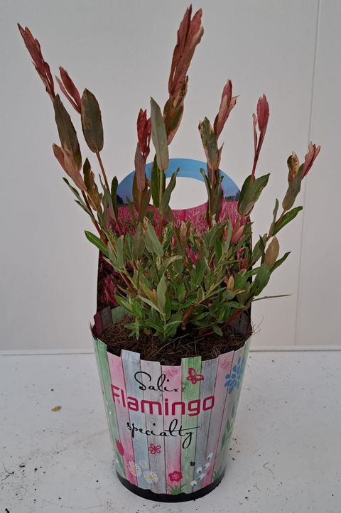 Salix integra 'Flamingo'