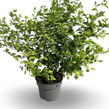 Styrax japonicus