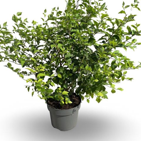 Styrax japonicus