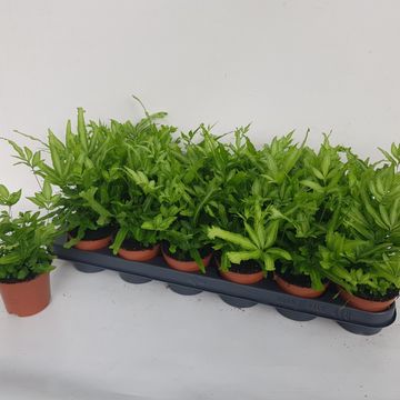 Pteris cretica 'Mayi'