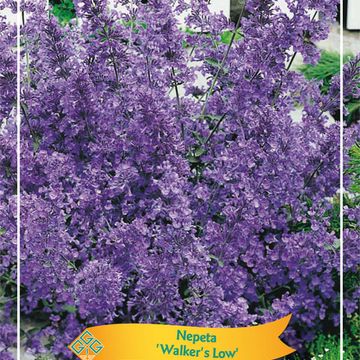 Nepeta 'Walker's Low'