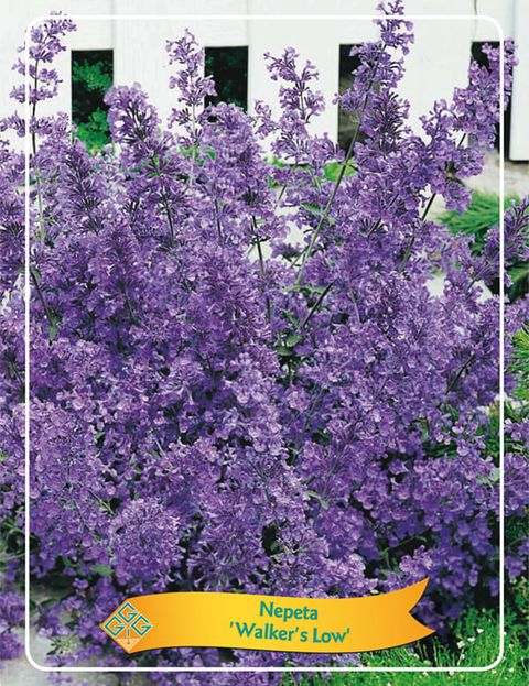 Nepeta 'Walker's Low'