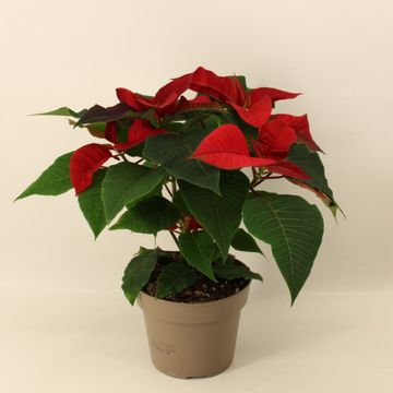 Euphorbia pulcherrima SUPERBA