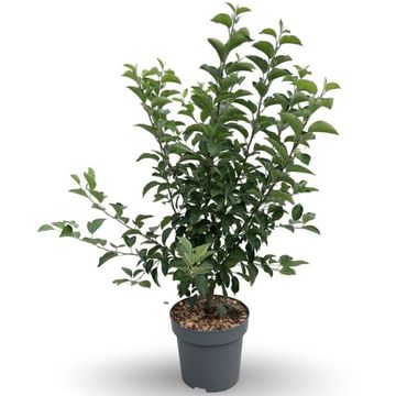 Malus 'Evereste'