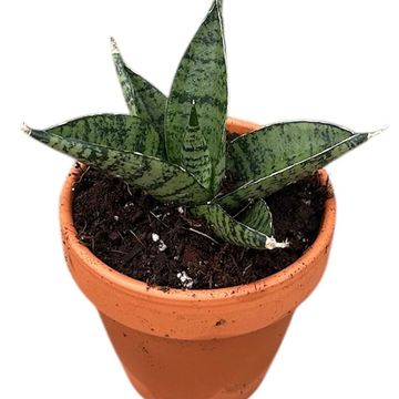 Sansevieria 'Pagoda Dark'