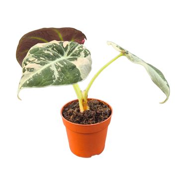 Alocasia 'Black Velvet Variegata'
