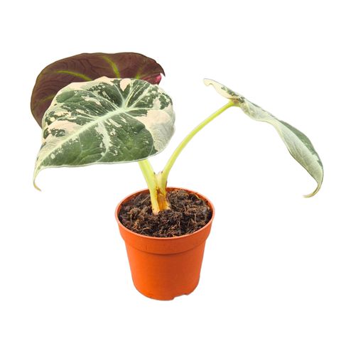 Alocasia 'Black Velvet Variegata'
