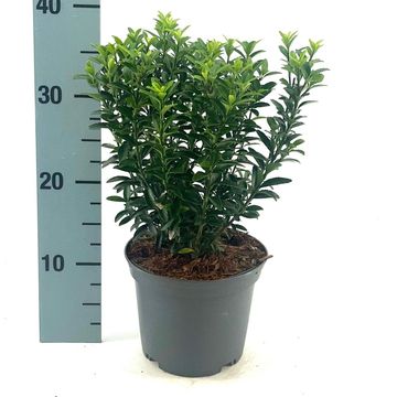 Euonymus japonicus 'Microphyllus'