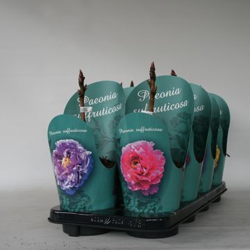 Paeonia suffruticosa MIX