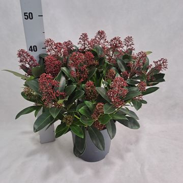 Skimmia japonica 'Rubella'
