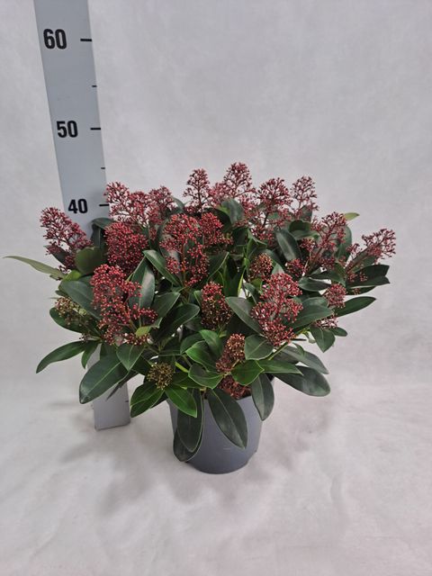Skimmia japonica 'Rubella'