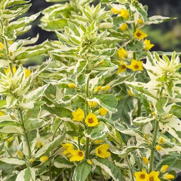 Lysimachia punctata 'Alexander'